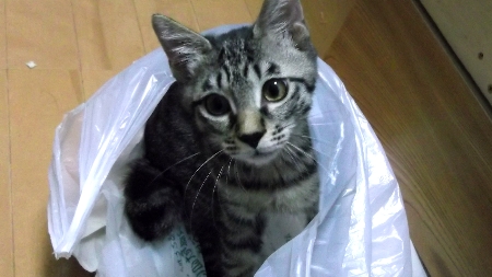 すずひめ　10月29日　フローリングpg.jpg