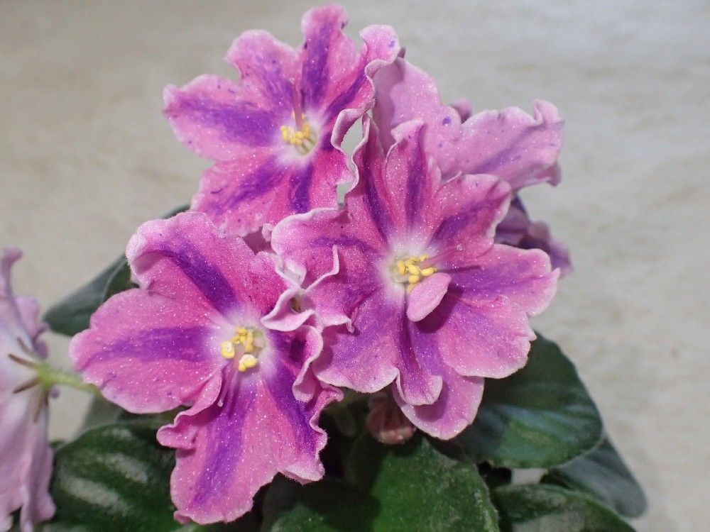 2019.6.3 Chimera Koleso Obozreniya／セントポーリア 縞花