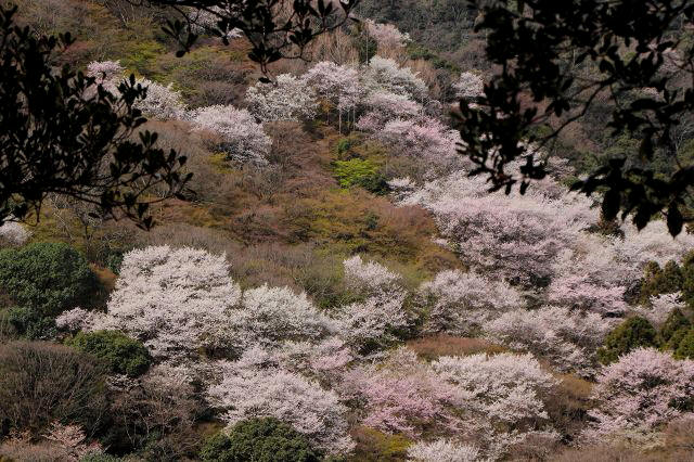 嵐山.jpg