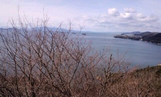 瀬戸内海と桜