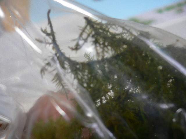 P1030090.jpg