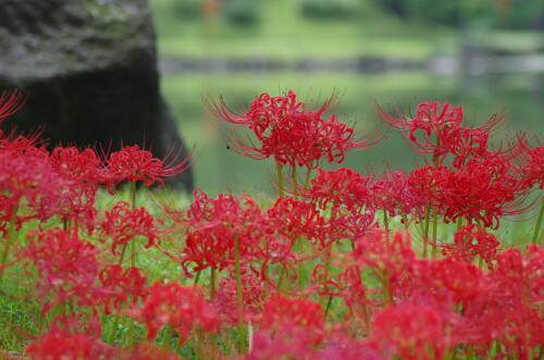 旧芝離宮恩賜庭園にて