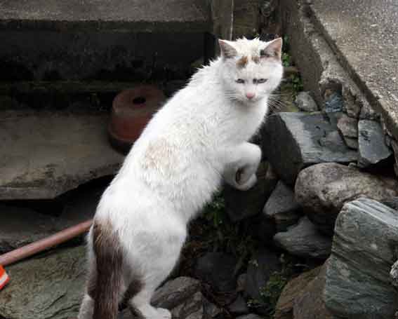 我が家のニャンコ♪2013/1/28-3