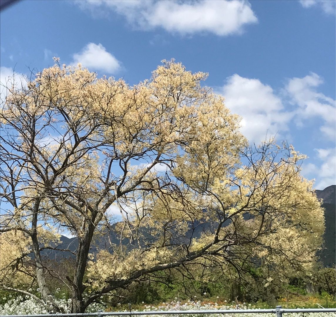 ヒメヤナギ ドラキュラママ４１４１のブログ 楽天ブログ