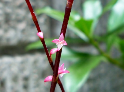 P1150374 (500x374).jpg