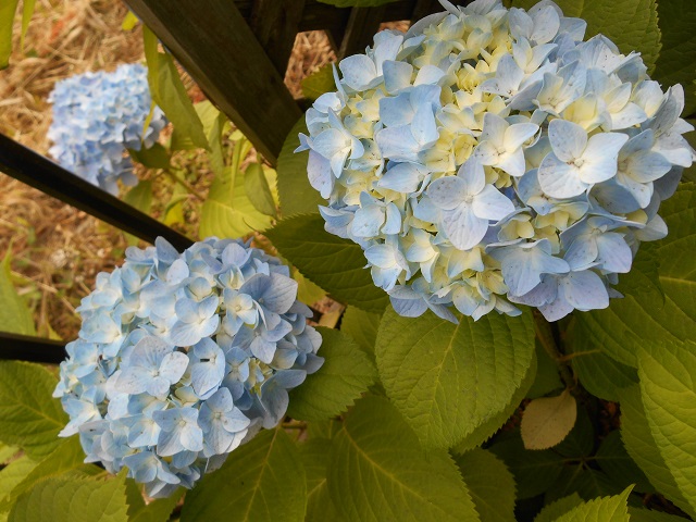DSCN0545.JPG