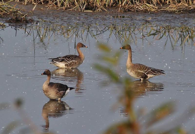 IMG_5083 (800x549).jpg