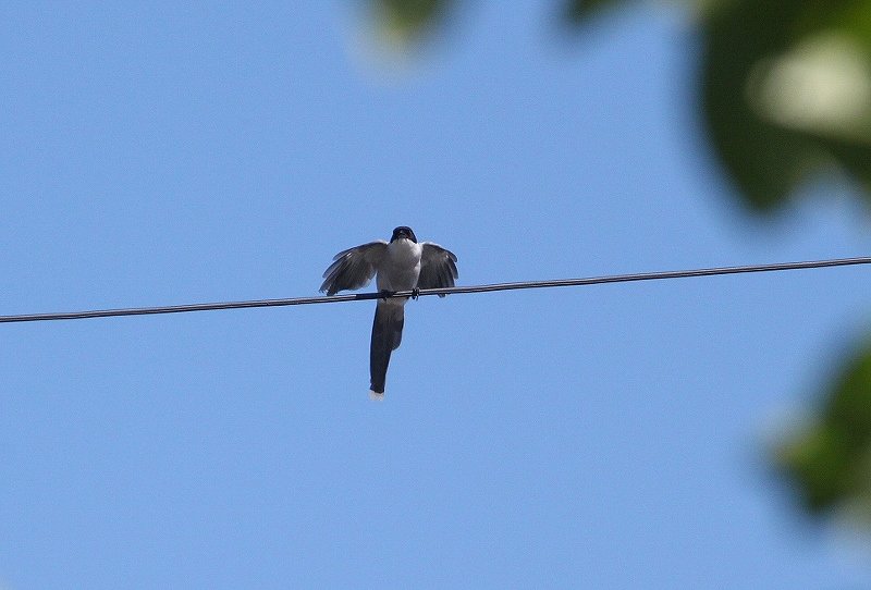 IMG_1318 (800x542).jpg