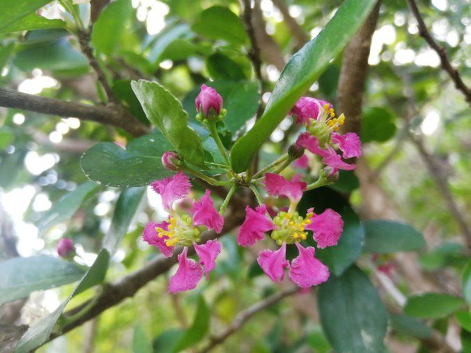 小笠原ビジターセンター アセロラの花 Inkyoのたわごと 楽天ブログ