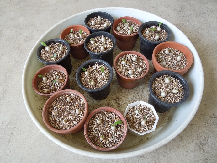 パキポ植え替え5-4ｰ2