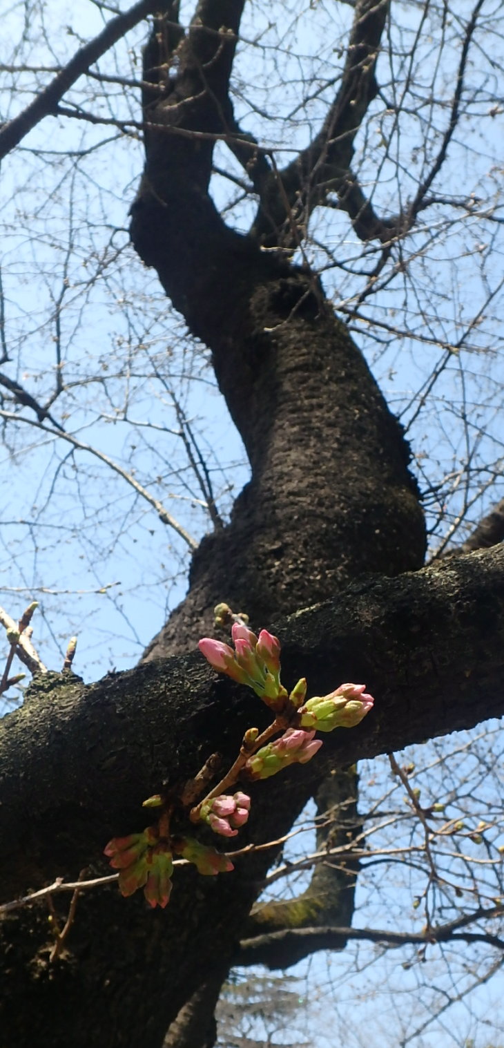 160321桜.jpg
