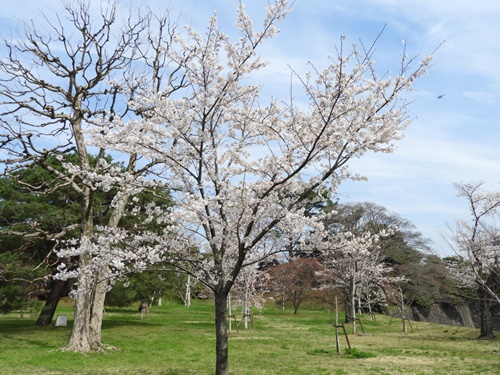 皇居乾通り一般公開