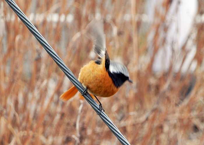 ジョウビタキ11