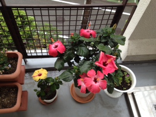花3