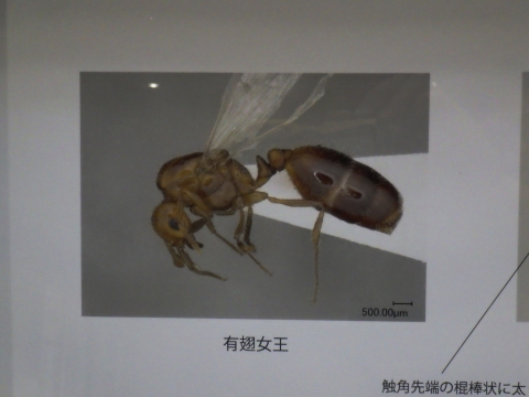 大阪市立自然史博物館2017年9月中旬5　ヒアリの有翅女王