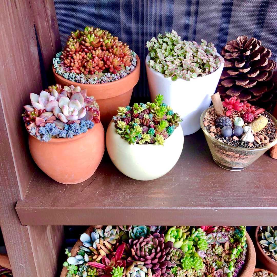 多肉植物 寄せ植え 木箱 ちまちま寄せ ステンシル オリジナル 多肉植物 寄せ植え 木箱 ちまちま寄せ ステンシル オリジナル