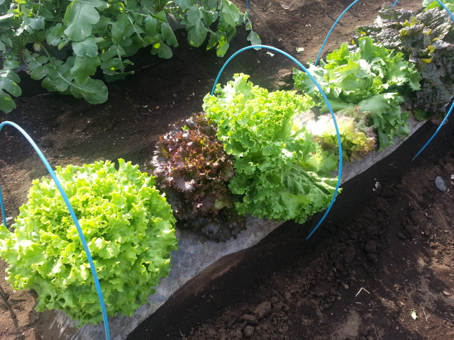 20130512レタス畑.jpg