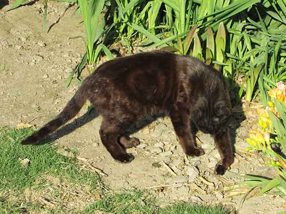 我が家のニャンコ♪2016/4/20-3