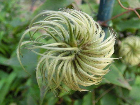 クレマチスの種