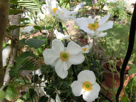 白シュウメイギク