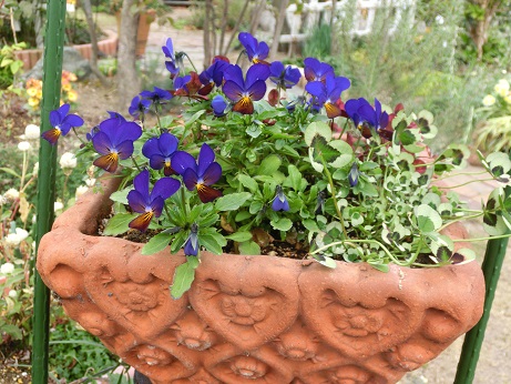 ビオラ寄せ植え
