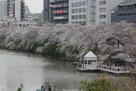 外濠公園の桜