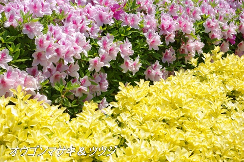 フラワーセンター大船植物園にて