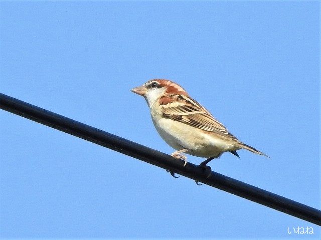 ニュウナイスズメ オスとメス 頬に黒斑がありません いねねの趣味三昧 昆虫 野鳥 古寺巡り 読書 木工 語学など 楽天ブログ