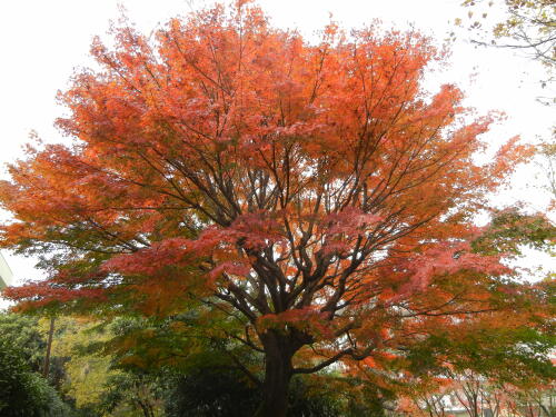 たぬき山公園の紅葉