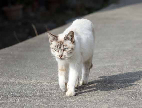 我が家のニャンコ♪2014/02/22-2
