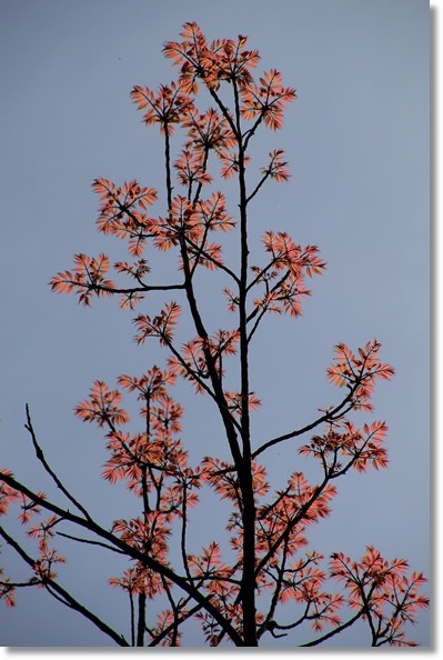 樹木公園-18 チャンチン 16.4.20