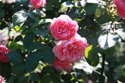 IMG_1261.JPG