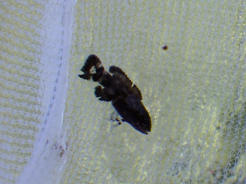 串本磯採集2017年8月中旬36　タナバタウオ（Plesiops coeruleolineatus）の幼魚