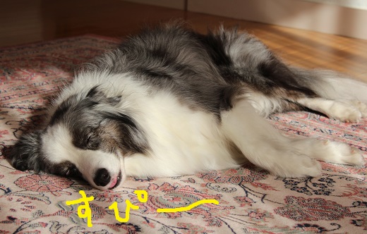 午後の惰眠