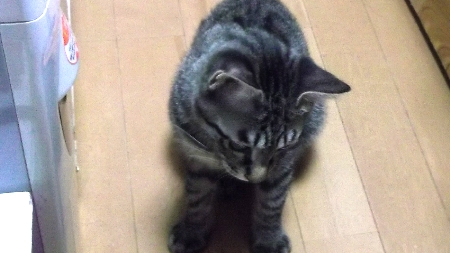 すずひめ　10月　25日　フォローリング.jpg
