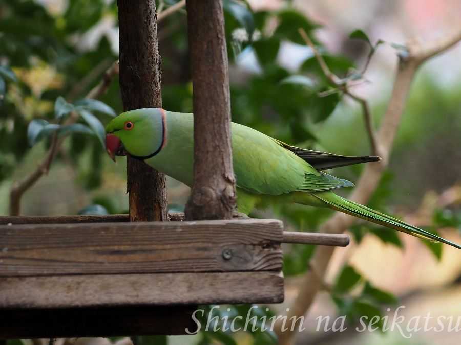 ワカケホンセイインコ 七輪な生活 そして 東京の自然 楽天ブログ