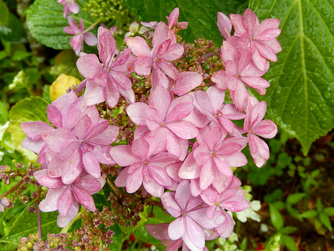 花２