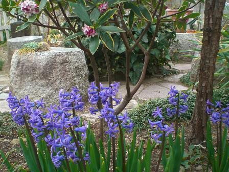 沈丁花とヒヤシンス