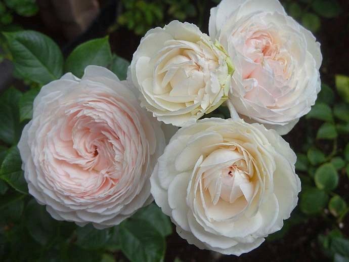 ゆっくり咲く クリスティアーナ の魅力 バラの美と香りを求めて 楽天ブログ