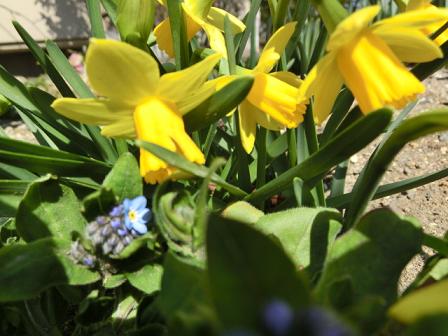 ミニラッパ水仙