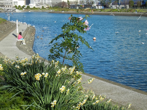 しながわ花海道