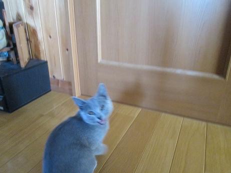 はやくくださいにゃー.JPG
