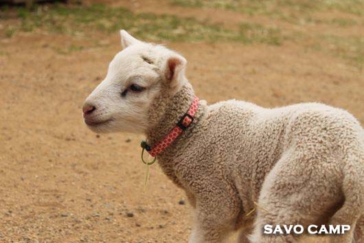 ゆめ牧場 りんちゃん