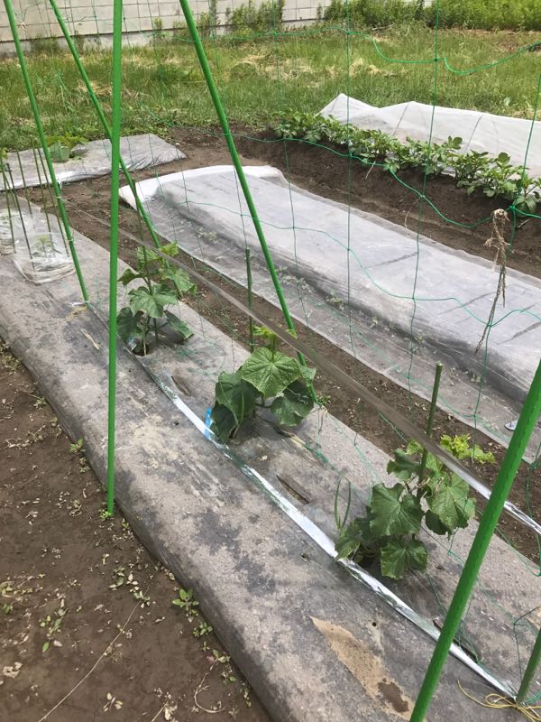 北海道できゅうり栽培 北海道de菜園生活 楽天ブログ