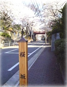 桜坂.jpg