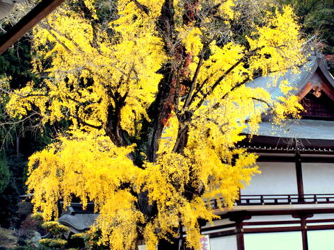 吉備津神社・大銀杏