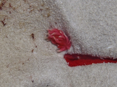 和歌山磯採集2013年4月下旬18　ヒロウミウシ（Hopkinsia hiroi）