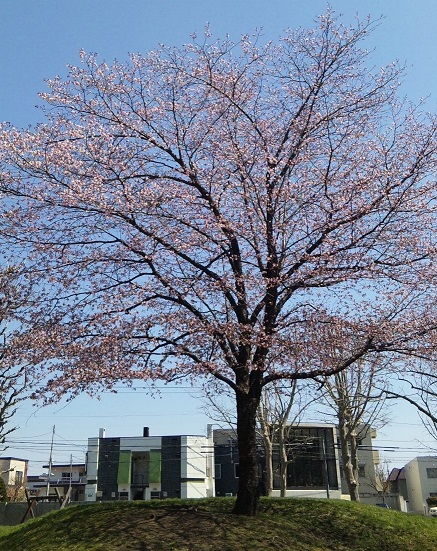 札幌市中央区×あかしや公園内の桜だよん♪