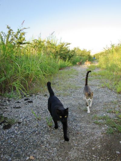 猫は雨に濡れたらかわいそう 一人暮らしは一日一麺 楽天ブログ