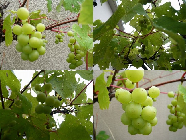 2葡萄4枚650.jpg